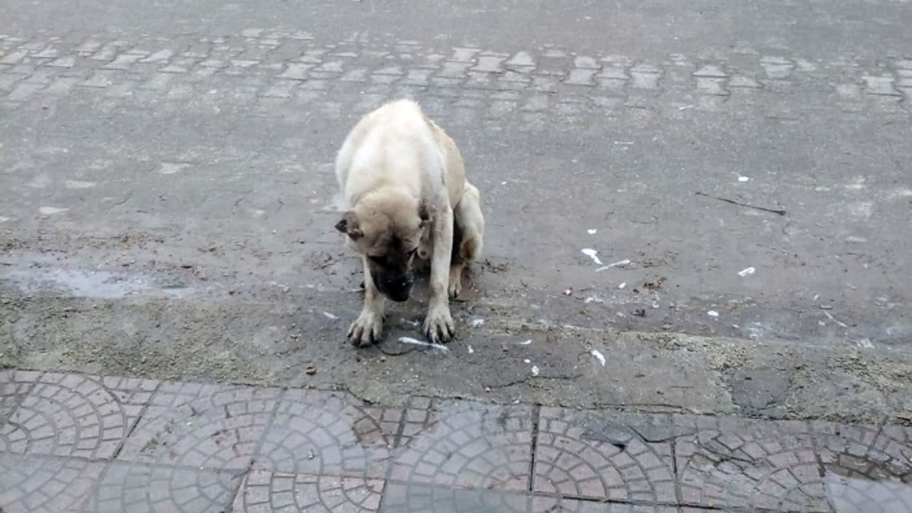 Köpek katilleri her yerde aranıyor!