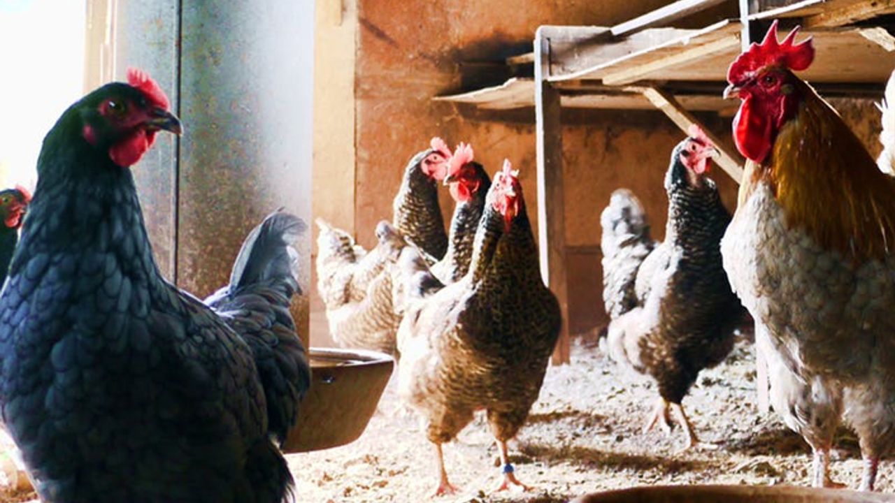Çin'de bu kez de kuş gribi salgını