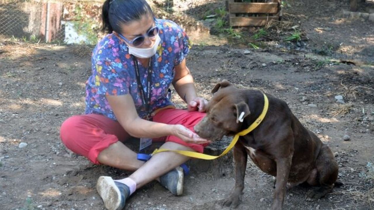 Ölen iki can için 30 bin lira ceza kesildi