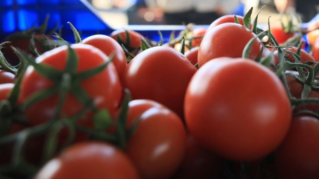 Rusya'ya satılacak domatesler elde kaldı
