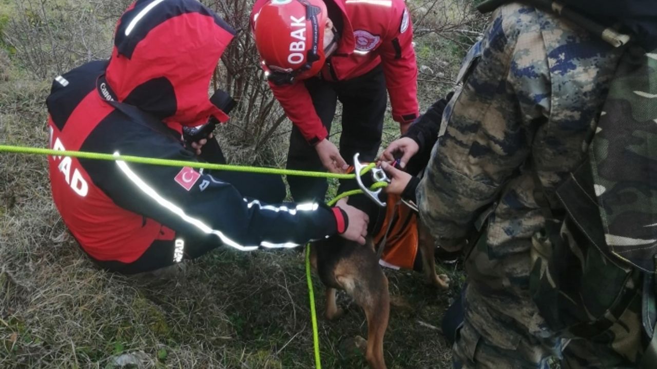 Dağda mahsur kalan köpekler için ekipler seferber oldu