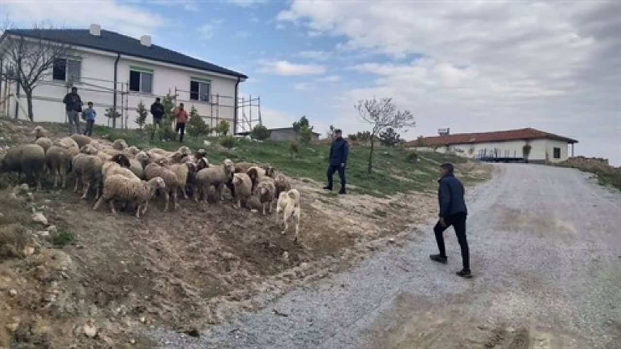 Çiftçinin kayıp koyunlarını jandarma drone ile buldu