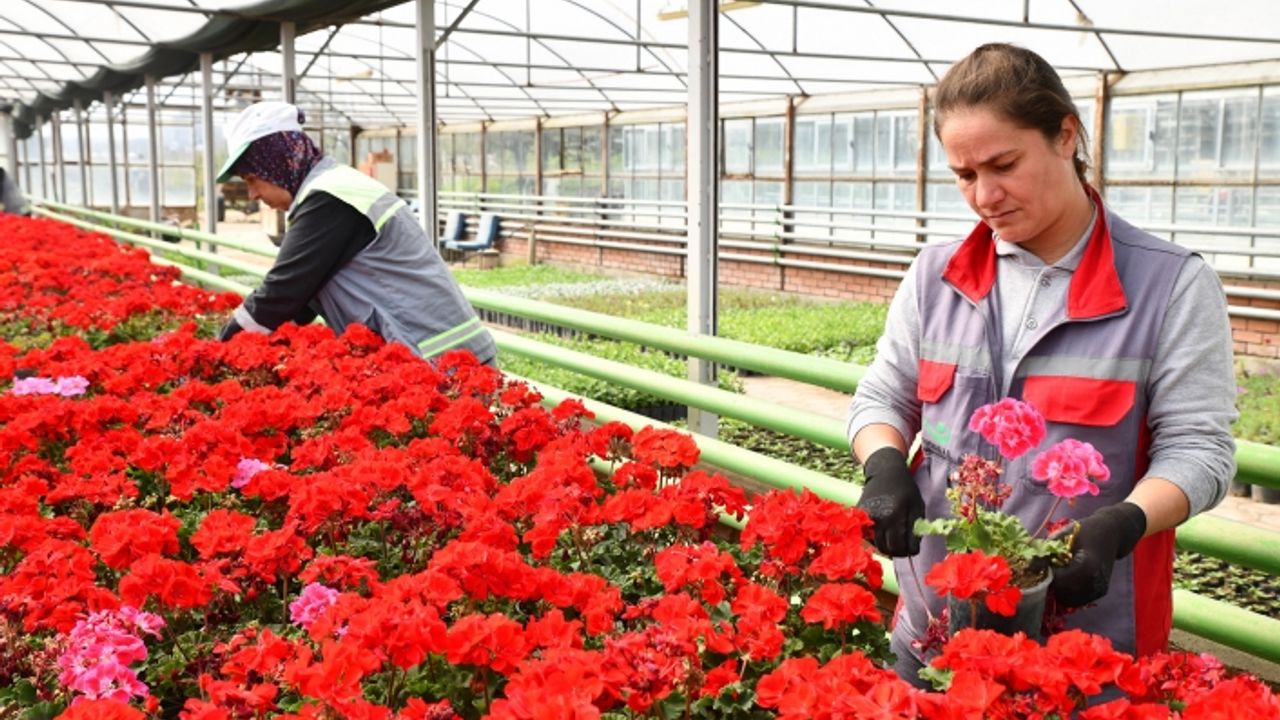 Seralarda yetişen 200 bin çiçek Tepebaşı'na renk katıyor