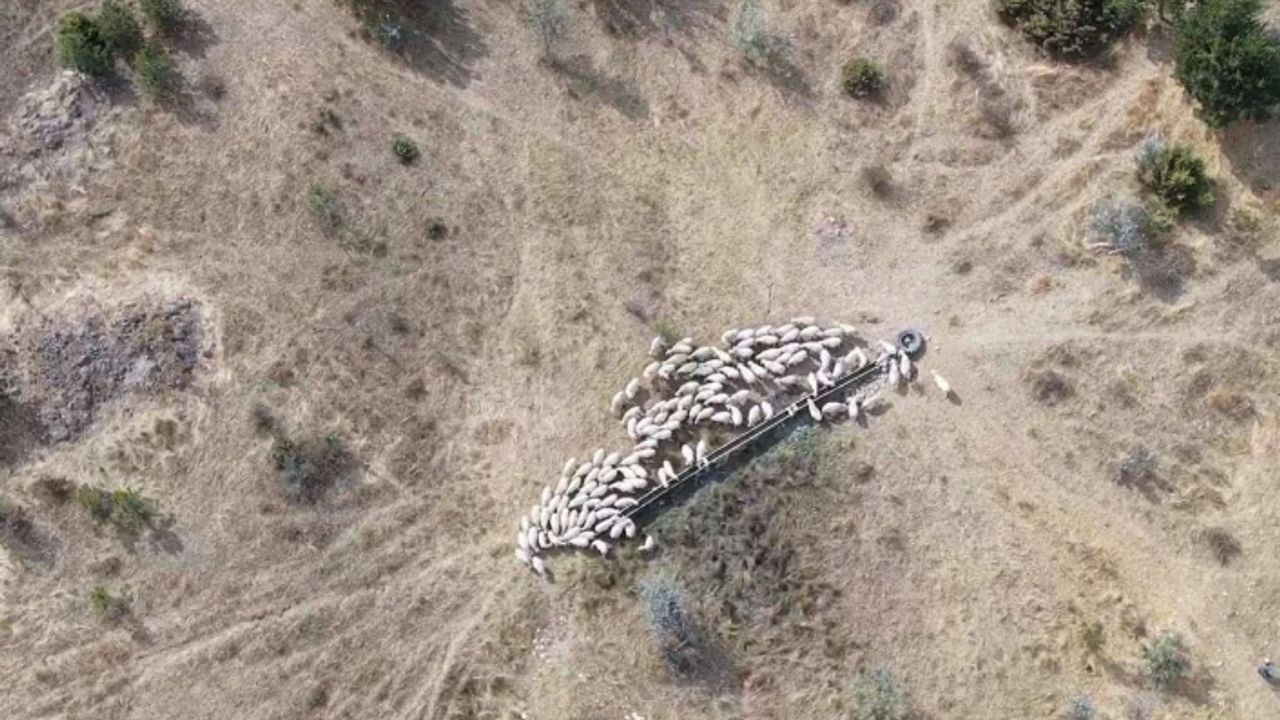 Çiftçinin kayıp hayvanlarına drone destekli arama