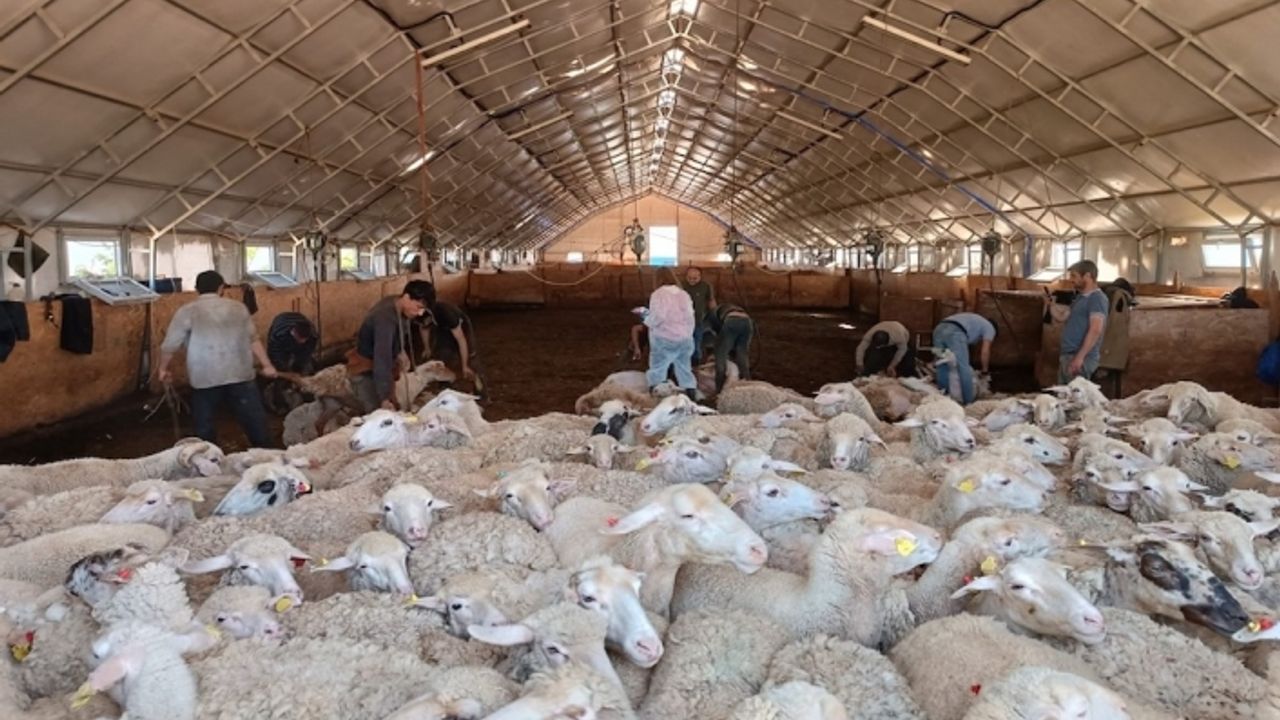 Çiftçiden alınan yünler ihtiyaç sahiplerine sıcacık yorgan olarak dağıtılıyor