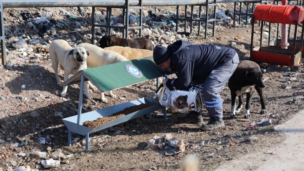 Can dostlar için örnek iş birliği
