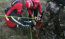 Dağda mahsur kalan köpekler için ekipler seferber oldu