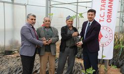 'Bursa Karası' fidanları Sarıcakaya'da filizlenecek