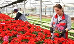 Seralarda yetişen 200 bin çiçek Tepebaşı'na renk katıyor