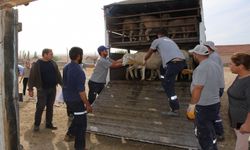 Küçükbaş hayvanlar hak sahiplerine teslim edildi