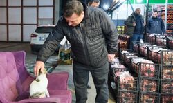 Özkan Alp sokak hayvanlarını koruyacak projesini açıkladı