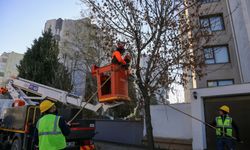 Cadde ve bulvarlardaki ağaçlara kış bakımı