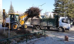 Ekiplerin ağaç budama çalışmaları Atatürk Bulvarında devam etti