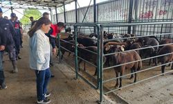 Ekiplerden Hayvan Pazarı'na sıkı denetim