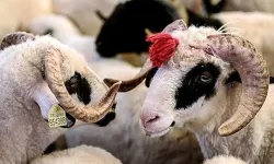 Kurban Bayramı tedbirleri duyuruldu