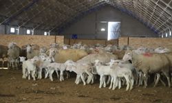 Çiftçiye damızlık koç desteği bu ilçelerde sağlanacak!