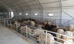 Eskişehir Hayvan Pazarı yeniden açıldı