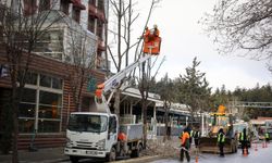 Kent merkezindeki ağaçlara kış budaması