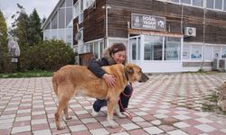 Bir yılda 626 sokak hayvanı sahiplendirildi