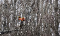 Ekolojik ömrünü tamamlayan kavaklar yenileniyor