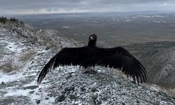 Tedavisi biten 3 şahin ve 1 kara akbaba özgürlüğe uçtu