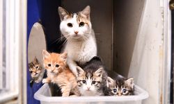 Sevimli patiler sahiplenmeyi bekliyor