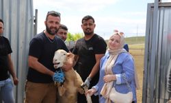 Seyitgazi'den üreticilere damızlık koç desteği