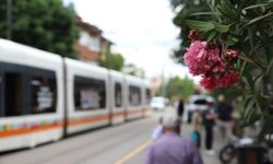 Zakkum ağaçları İsmet İnönü-1 Caddesini süsledi