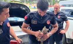 Yavru kedinin imdadına itfaiye yetişti