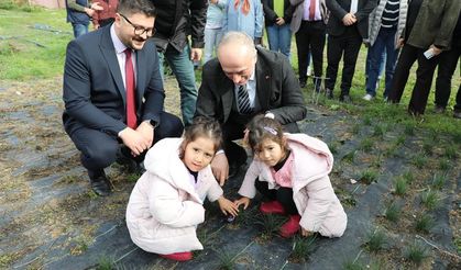 Eskişehir safran üretiminde birincilik yolunda