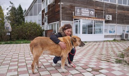 Bir yılda 626 sokak hayvanı sahiplendirildi