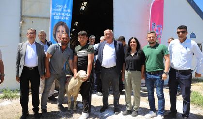 Damızlık koçlar Alpu'daki üreticilerle buluştu