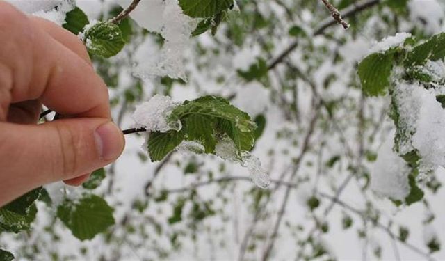Valilikten zirai don uyarısı!