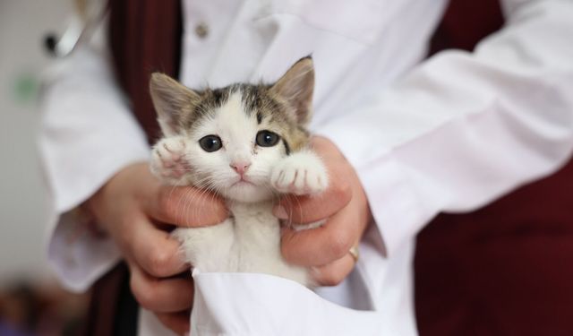 Odunpazarı'nda çocukların kalpleri hayvan sevgisiyle ısındı