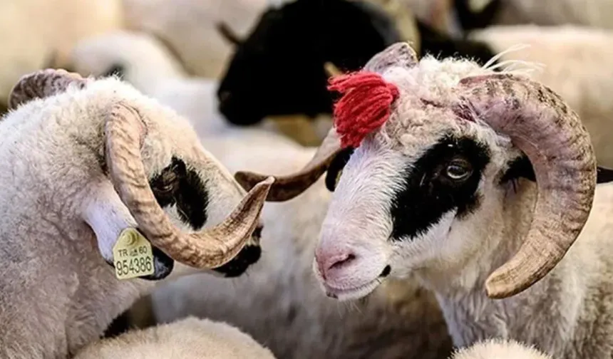 Kurban Bayramı tedbirleri duyuruldu