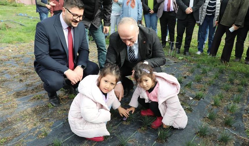 Eskişehir safran üretiminde birincilik yolunda