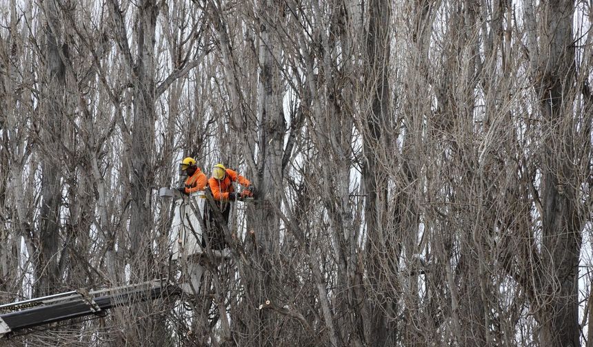 Ekolojik ömrünü tamamlayan kavaklar yenileniyor