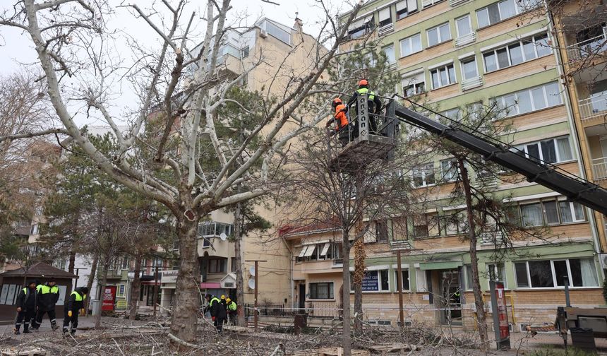 Hamamyolu'nda ağaçlar budanıyor