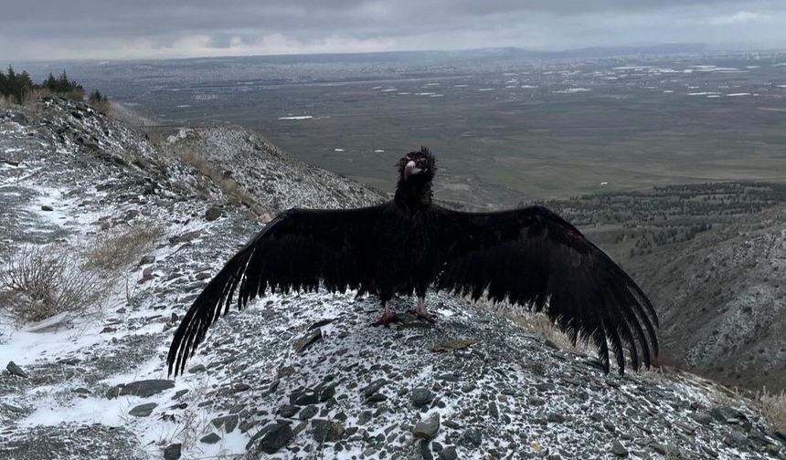 Tedavisi biten 3 şahin ve 1 kara akbaba özgürlüğe uçtu