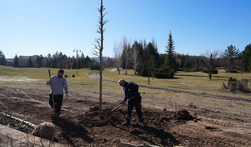 Sazova'da çınarlar toprakla buluşuyor