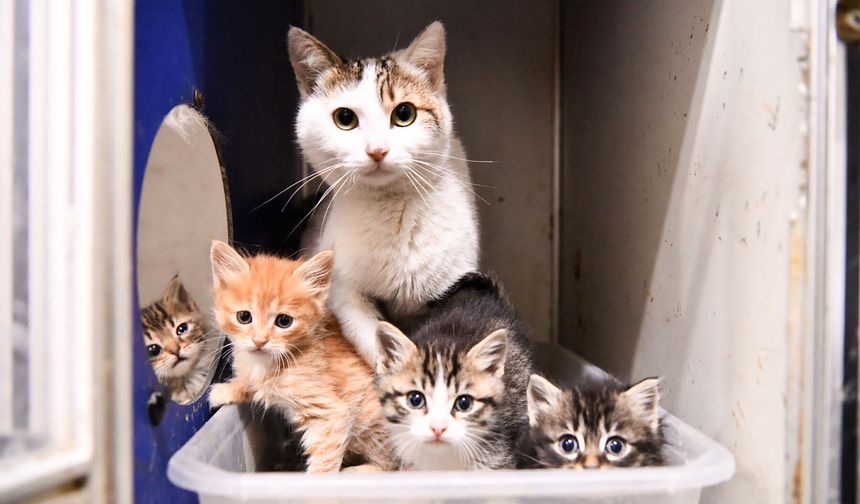 Sevimli patiler sahiplenmeyi bekliyor