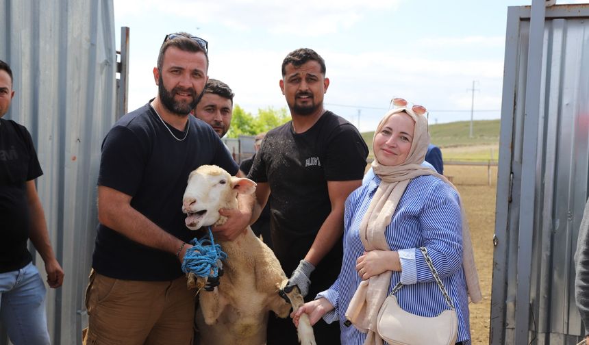Seyitgazi'den üreticilere damızlık koç desteği