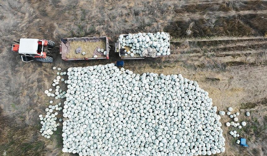 Bal kabağında Türkiye'nin ilk çalıştayı gerçekleşecek